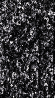 negro_web_1002107092